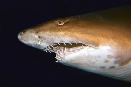 Голова рифової акули (знято в Індійському морі)