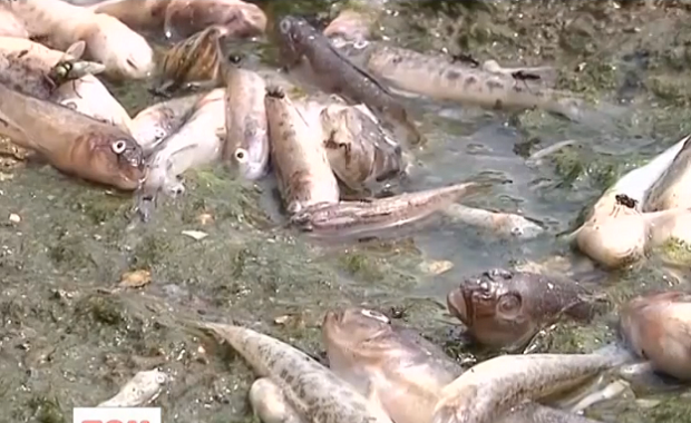 В Черкасской области в Днепре из-за жары массово гибнет рыба