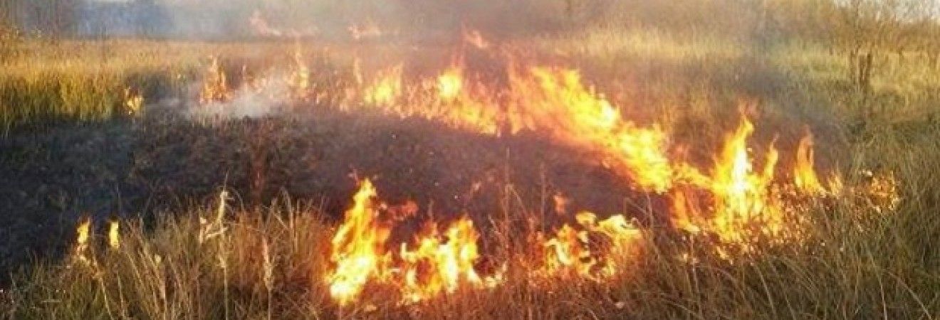 Спасатели предупреждают о пожарной опасности в Украине 12-14 августа