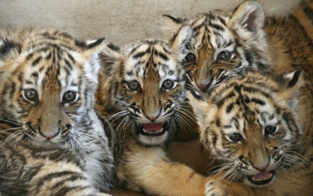 В Бангладеш обнаружили всего 100 тигров, животные продолжают исчезать