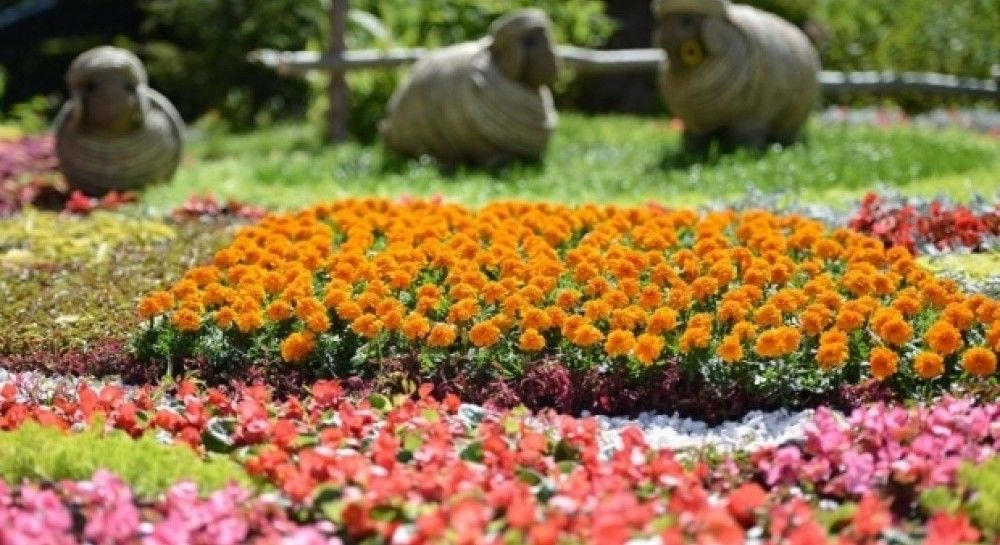 Flower exhibit blossoming at Spivoche Field in Kyiv