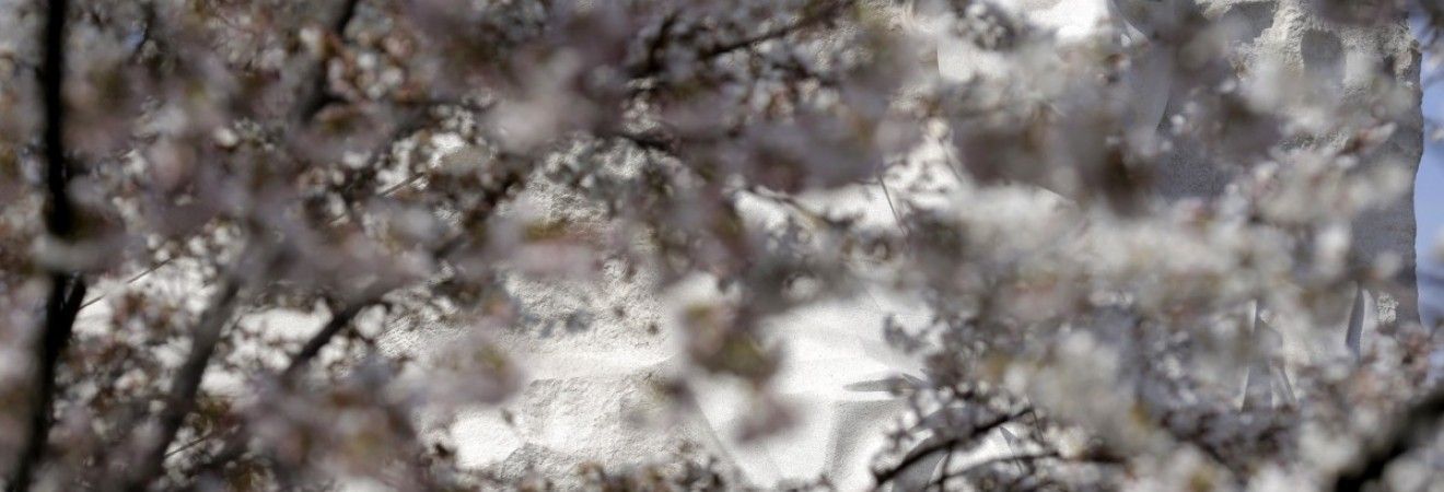 У Києві розквітла найдовша алея сакур у світі (фото)