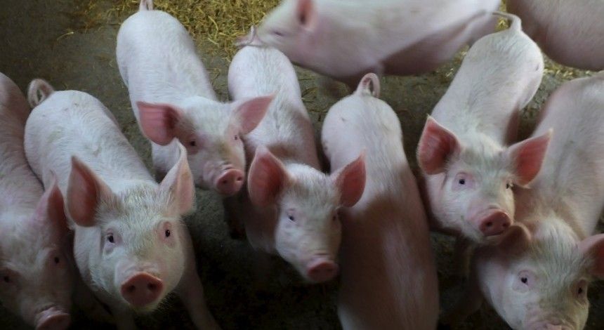 В Україні скоротилося виробництво свинини та яловичини