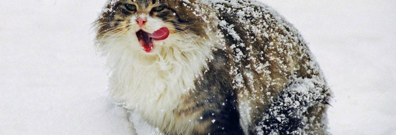 Синоптики предупредили украинцев о морозной ночи и рассказали, чего ждать от погоды завтра (карты)