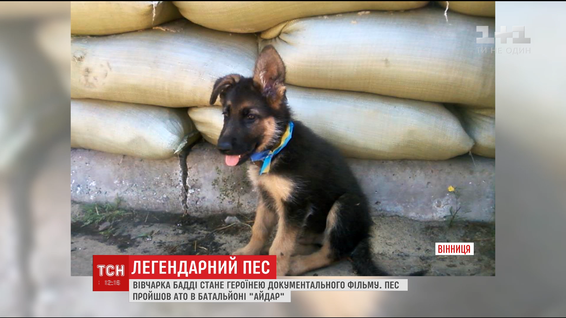 О легендарной овчарке с фронта снимут документальный фильм / О легендарной овчарке с фронта снимут документальный фильм /