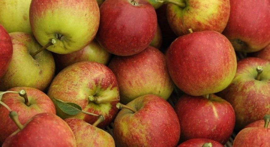 Ukraine may start exporting apples to India