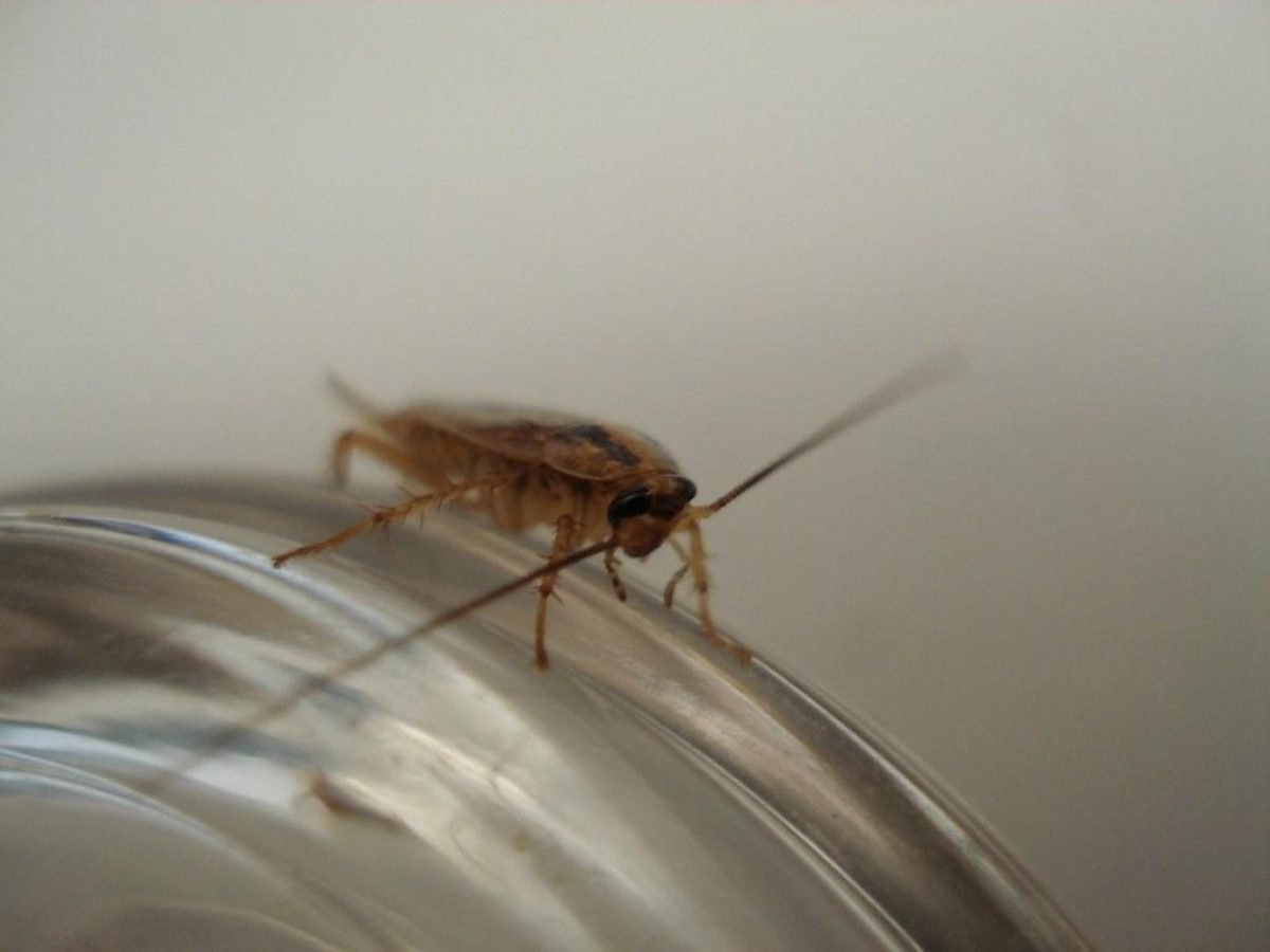 ����: unian.net