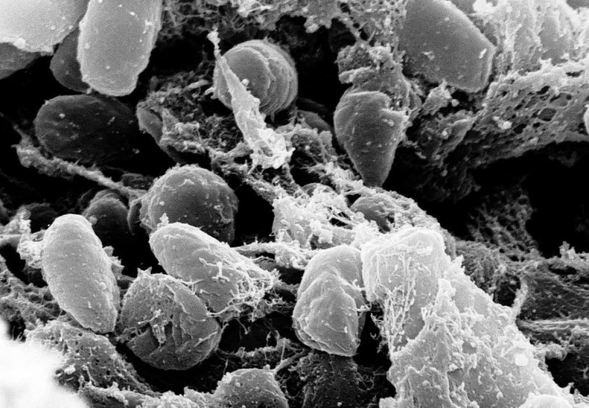 ����: unian.net