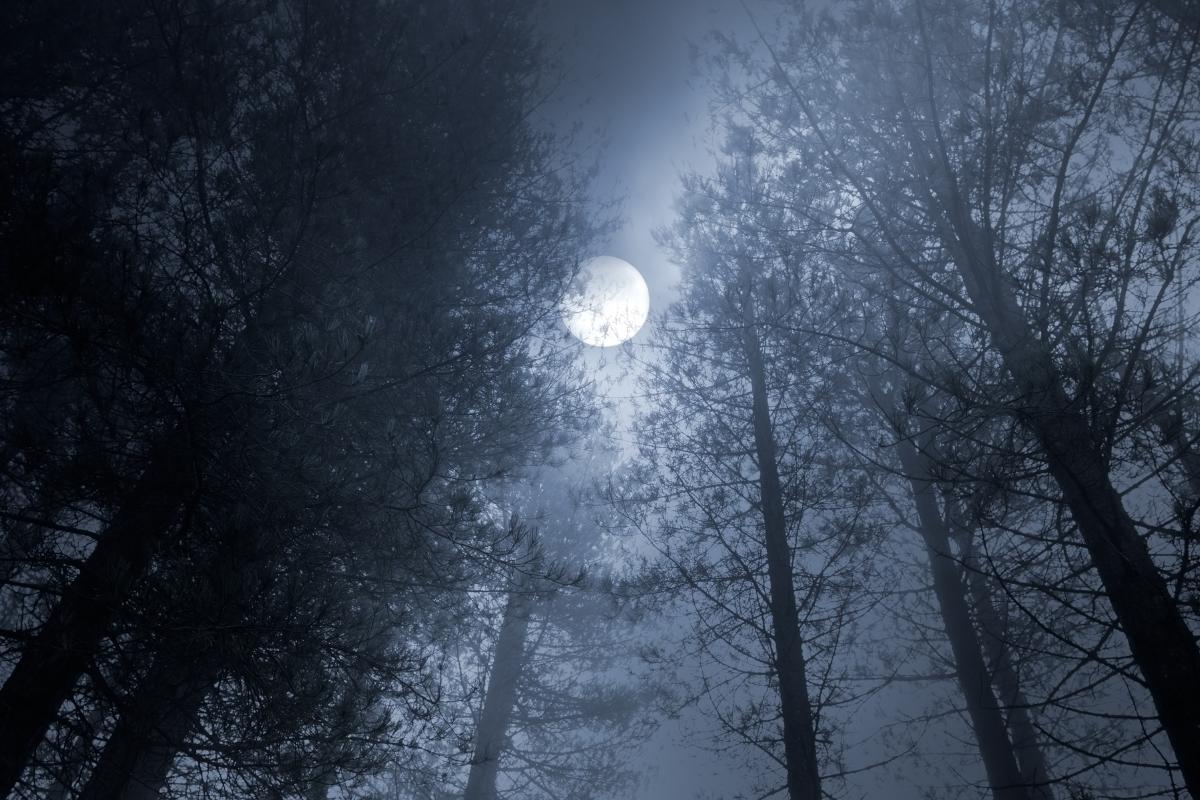 Луна сквозь лес