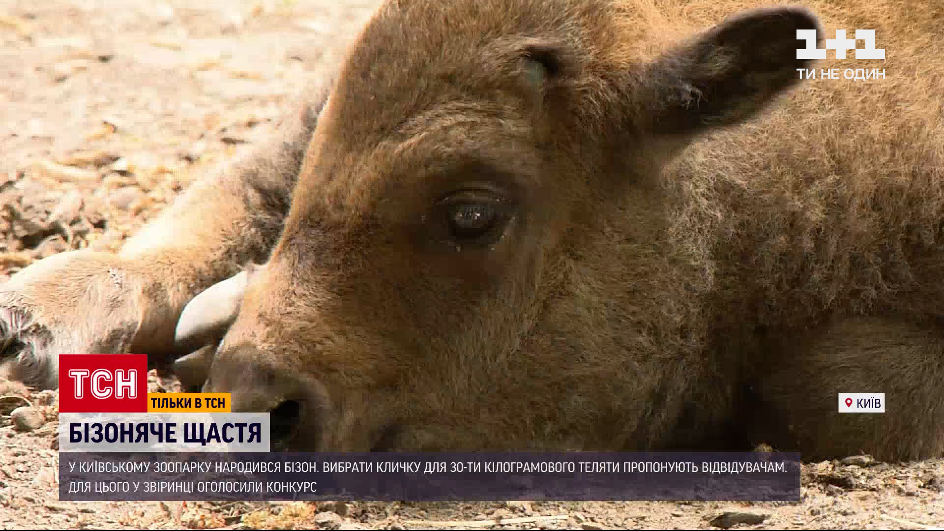 В киевском зоопарке родился бизон