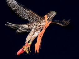 Falcon with an orange ribbon