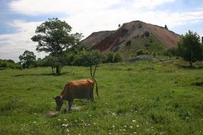 “Central No 1” overgrown