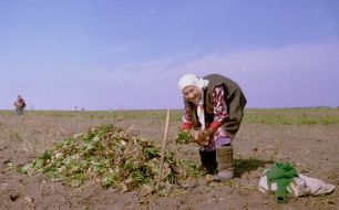 Worker of Collective Farm gathers sugar-beet