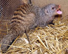 Mongoose