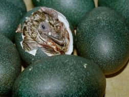 Птенец австралийского страуса