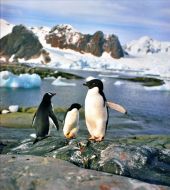 A family of penguins