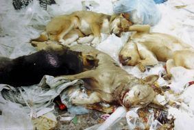 Killed homeless dogs