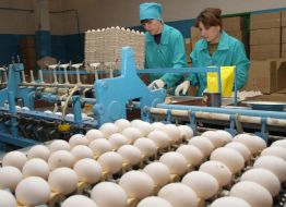 Employers sort eggs