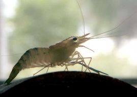 Vietnamese giant freshwater shrimp