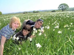 Narcissus valley