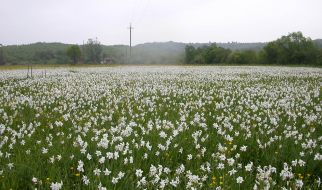 The reserve The Narcissus valley