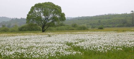 The reserve The Narcissus valley
