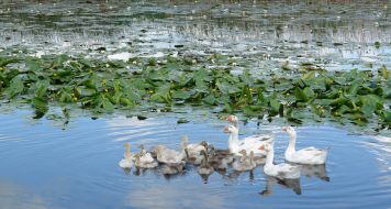 Geese bathe in a lake