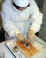 Collaborator of the bacteriological laboratory