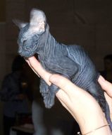 A cat