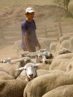 Shepherd