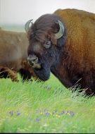Bison