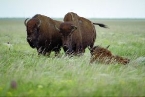 European bisons