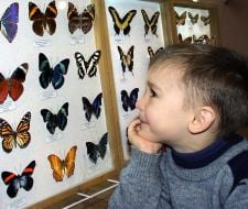 A child examines the collection of tropical butterflies