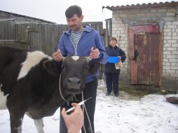 Veterinaries vaccination to animals