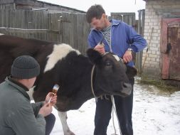 Veterinaries vaccination to animals