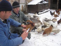 Veterinaries vaccination to animals