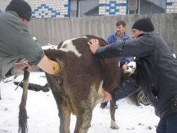 veterinaries animals
