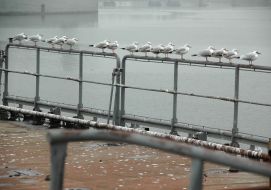 Флот Ракетный крейсер «Украина»