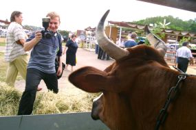 Фотограф готовится к фотосъемке коровы