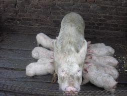 Private mini-pig farm