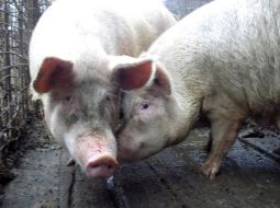 Private mini-pig farm