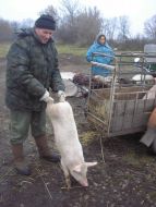 Private mini-pig farm
