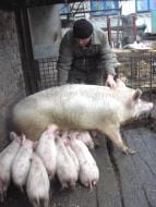 Private mini-pig farm