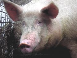 Private mini-pig farm