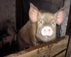 Private mini-pig farm