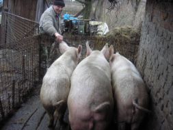 Private mini-pig farm