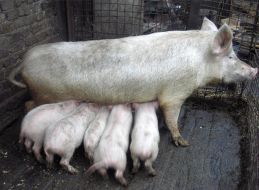 Private mini-pig farm