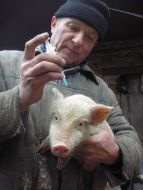 Private mini-pig farm