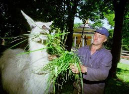 Ukrainian worker feeds a young male lama