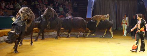 Гастроли Московского цирка во Львове